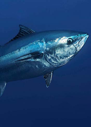 Mercury Exposure From Fish
